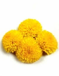 Marigold Flower Yellow - 500g