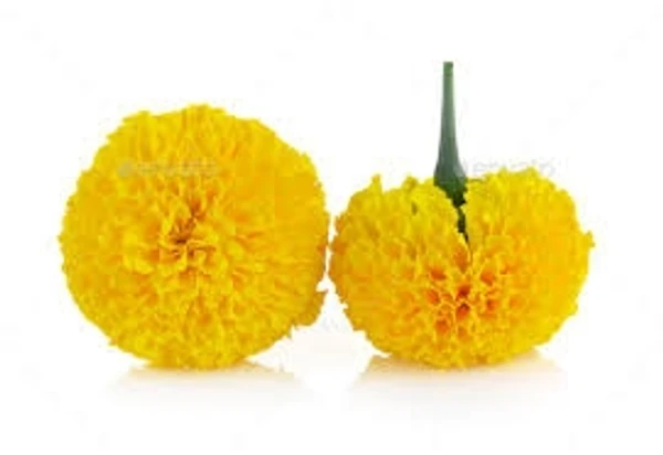 Marigold Flower Yellow - 500g