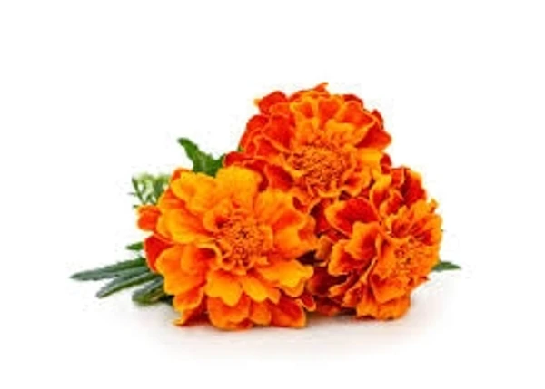 Marigold Flower Orange - 100g