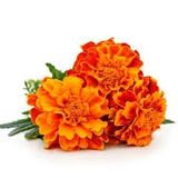 Marigold Flower Orange - 100g