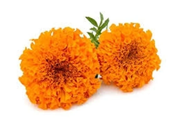 Marigold Flower Orange - 100g