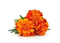 Marigold Flower Orange - 1kg