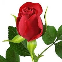 Rose Red Fresh  - 1pcs