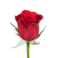 Rose Red Fresh  - 1pcs