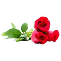 Rose Red Fresh  - 1pcs