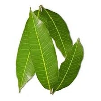 Mango Leaves - 6 Pcs