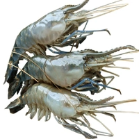 Golda Chingri/Fresh Water Scampi  - 500g, Medium Size
