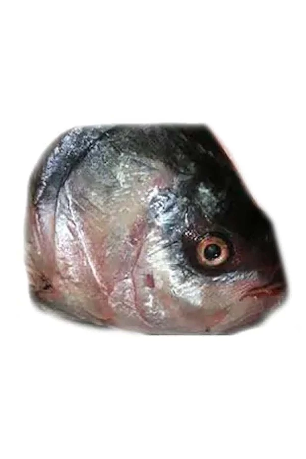 Katla, Head Large(From 1.5kg - 2kg)