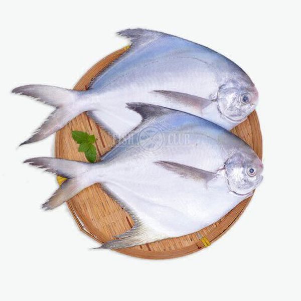Pomfret Fish - 1kg