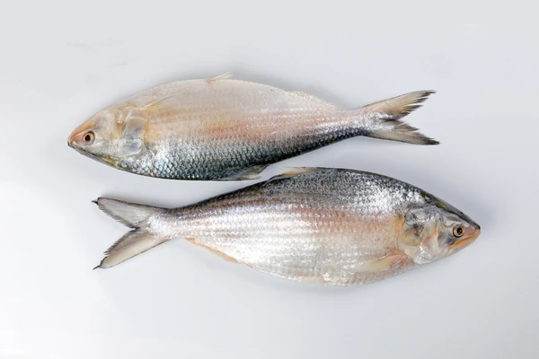 Hilsa/Ilish/ইলিশ - Medium Size, Bengali Cut With Head - 500g