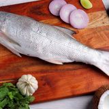 Gurjali/Salmon Fish/গুরজালি মাছ  - 1kg