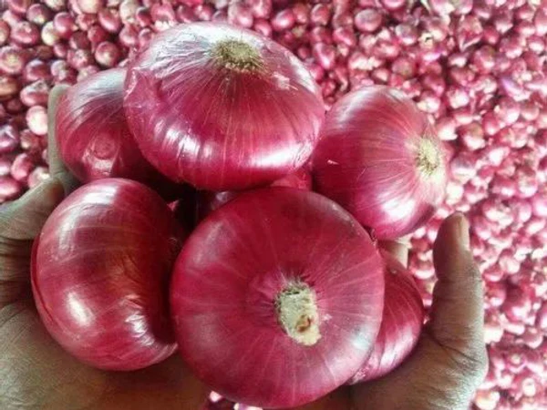 Onion Fresh- Big Size - 500g, Fresh