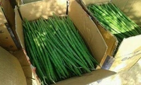 Drumstick/Sojnedata- সজনে ডাটা  - 100g