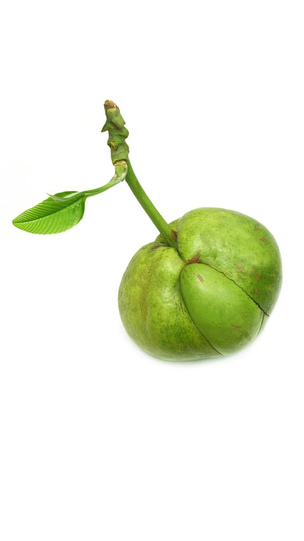 Elephant Apple/চালতা  - 1kg