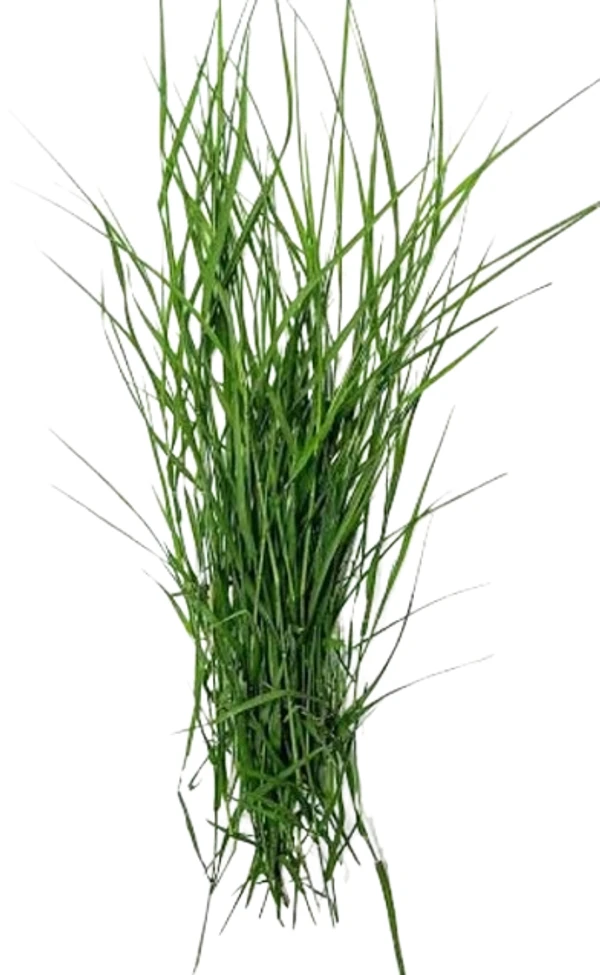 Durba Grass/দূর্বা ঘাস  - 1 Bundles