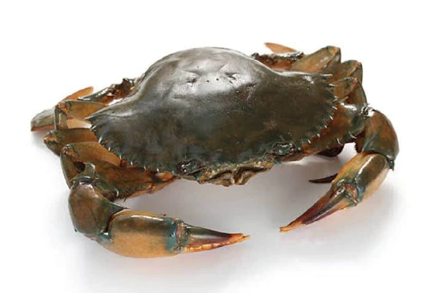 Sea Crab/সমুদ্র কাকড়া- Live - 5 Pcs, Order 1 Day Before