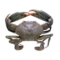 Sea Crab/সমুদ্র কাকড়া- Live - 2 Pcs, Order 1 Day Before