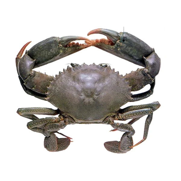 Sea Crab - 1pcs