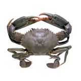Sea Crab - 1pcs