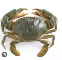 Sea Crab/সমুদ্র কাকড়া- Live - 2 Pcs, Order 1 Day Before