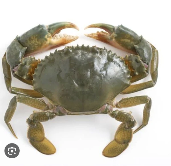 Sea Crab/সমুদ্র কাকড়া- Live - 5 Pcs, Order 1 Day Before