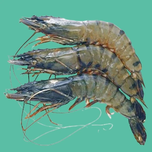 বাগদা চিংড়ি/Bagda Chingri/Tiger Prawn  - 1kg, Oder 1 Day Before