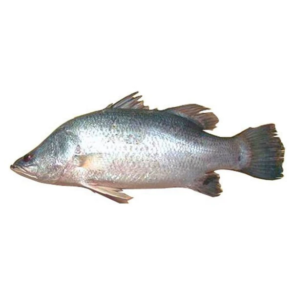 Vetki/ভেটকি  - 1kg