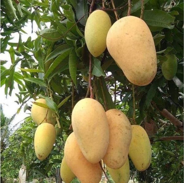 Thai All Time  Sweet Mango Plant - 1pcs