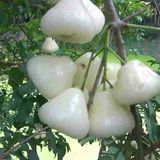 White Jamun Plant - 1pcs