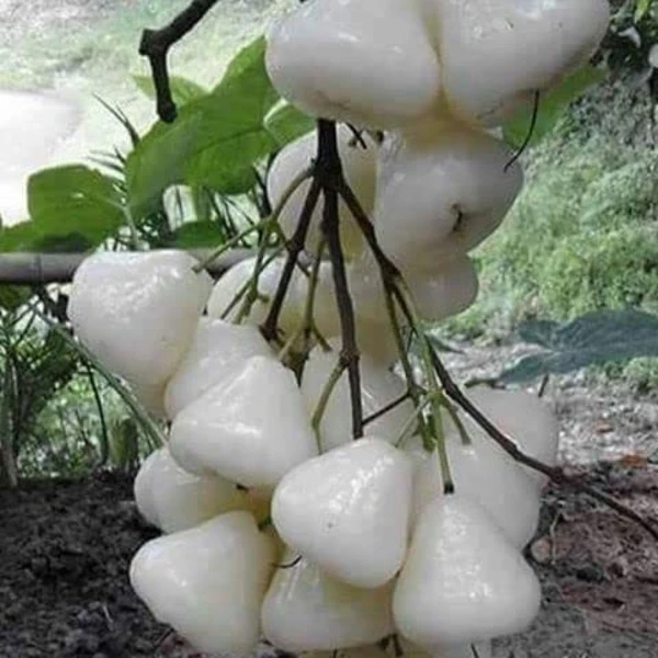 White Jamun Plant - 1pcs