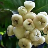 White Jamun Plant - 1pcs