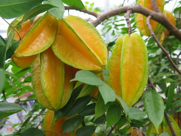 Star Fruit Plant - 1pcs