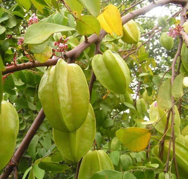 Star Fruit Plant - 1pcs