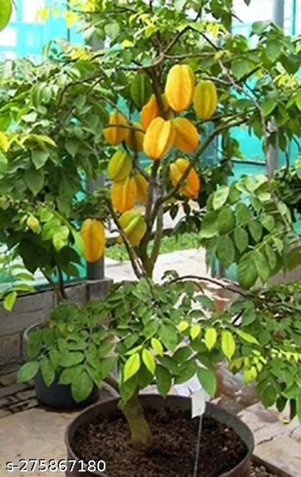 Star Fruit Plant - 1pcs