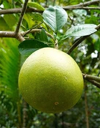 Batabi Lebu Plant - 1pcs