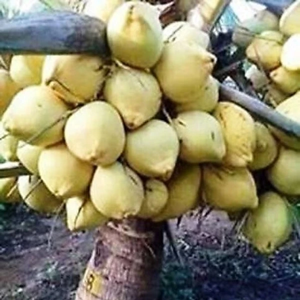 Kerala Hybrid Coconut  - 1pcs