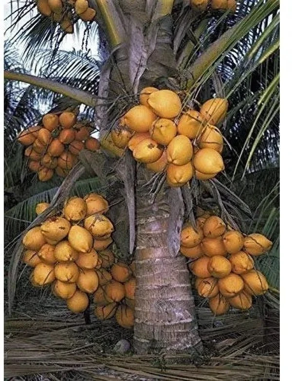 Kerala Hybrid Coconut  - 1pcs