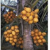 Kerala Hybrid Coconut  - 1pcs