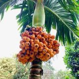 Betel Nut/Supari Plant  - 1pcs