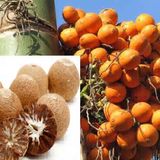 Betel Nut/Supari Plant  - 1pcs