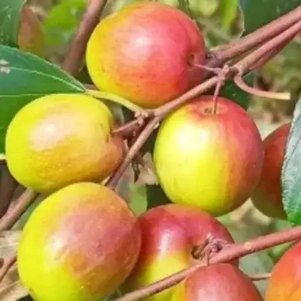 Red Thailand Ball Sundari Apple Plant/ Kul/কুল  - 1pcs