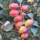 Red Thailand Ball Sundari Apple Plant/ Kul/কুল  - 1pcs