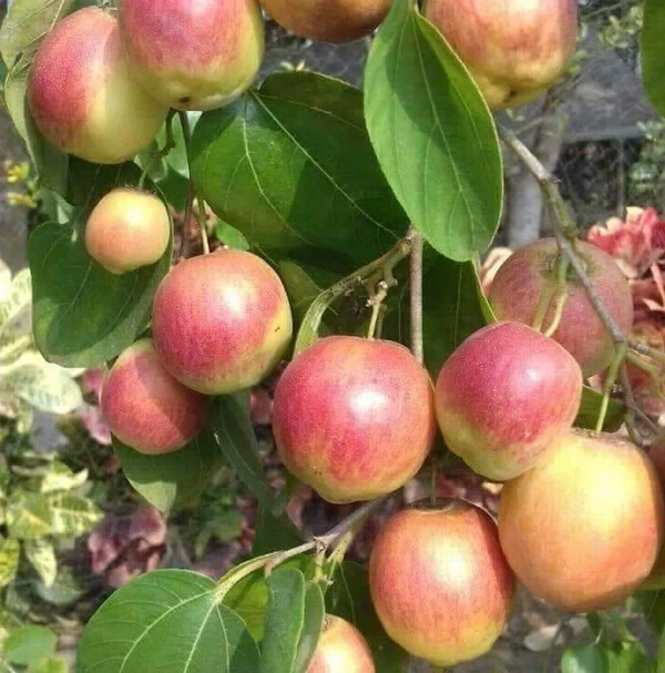 Red Thailand Ball Sundari Apple Plant/ Kul/কুল  - 1pcs