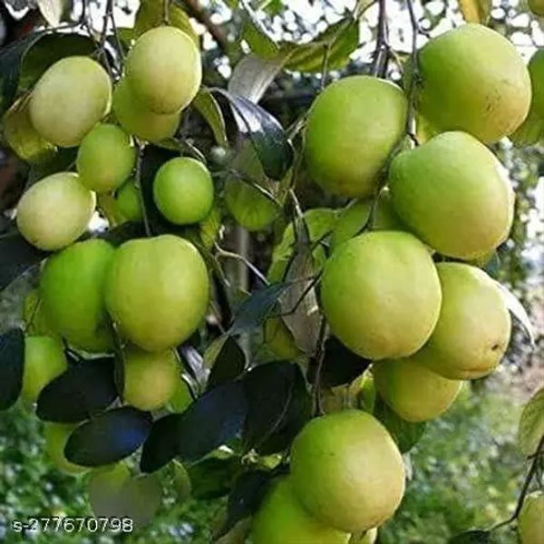 Green Apple Ber Plant/ কুল  - 1pcs