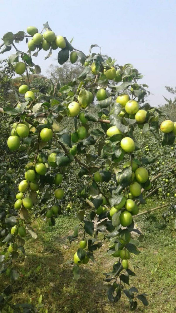 Green Apple Ber Plant/ কুল  - 1pcs