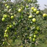 Green Apple Ber Plant/ কুল  - 1pcs