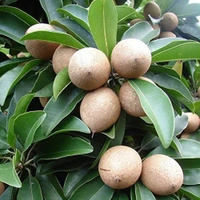 Sapota Plant  - 1pcs