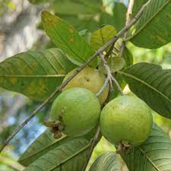 Guava Plant - 1pcs