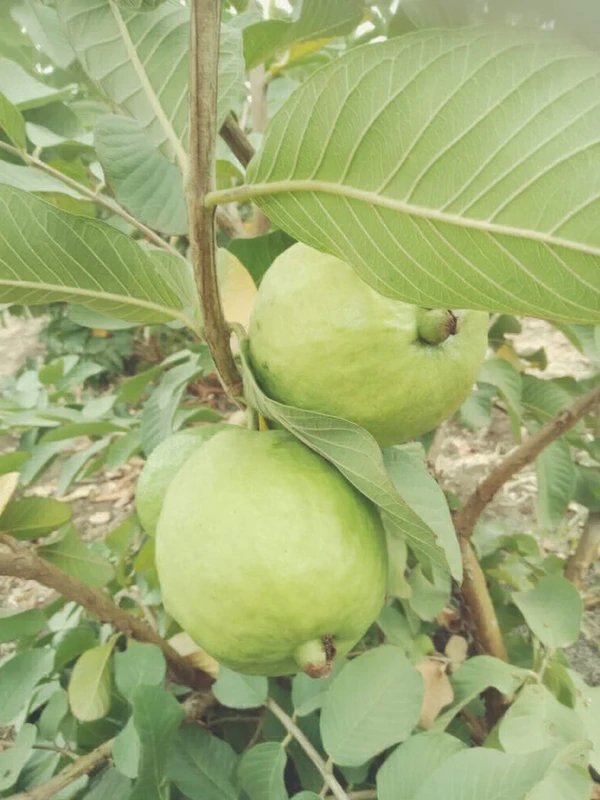 Guava Plant - 1pcs
