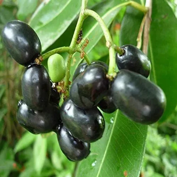 Black Berry Plant - 1pcs